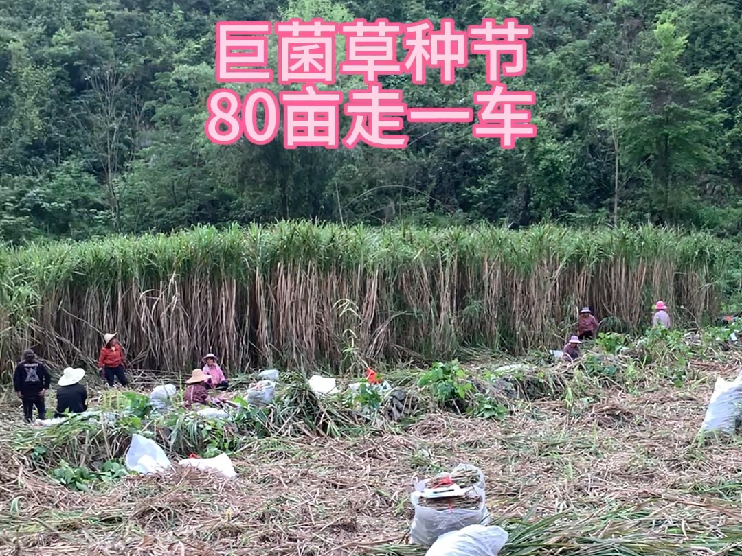 草種收獲忙！巨菌草種植效益高